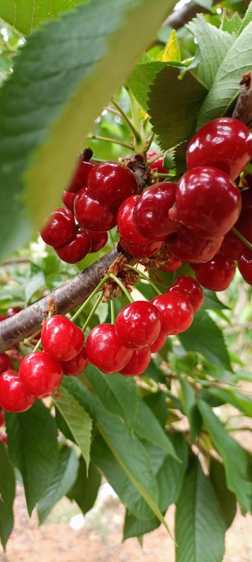 车厘子是什么季节的水果(车厘子是什么季节的水果图片)