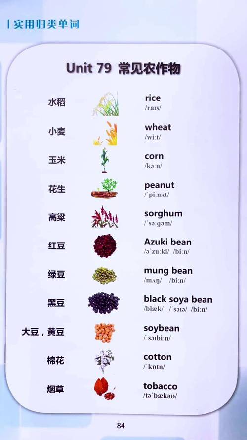 grain(grains怎么读)