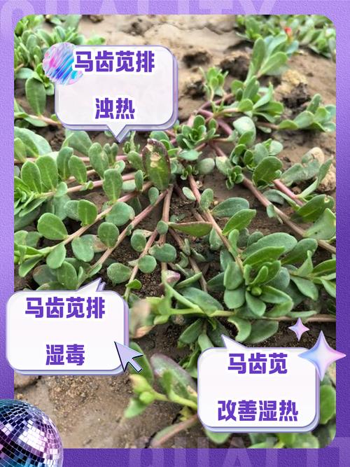 【马齿苋的功效与作用的功能与主治,马孑苋功效与作用】