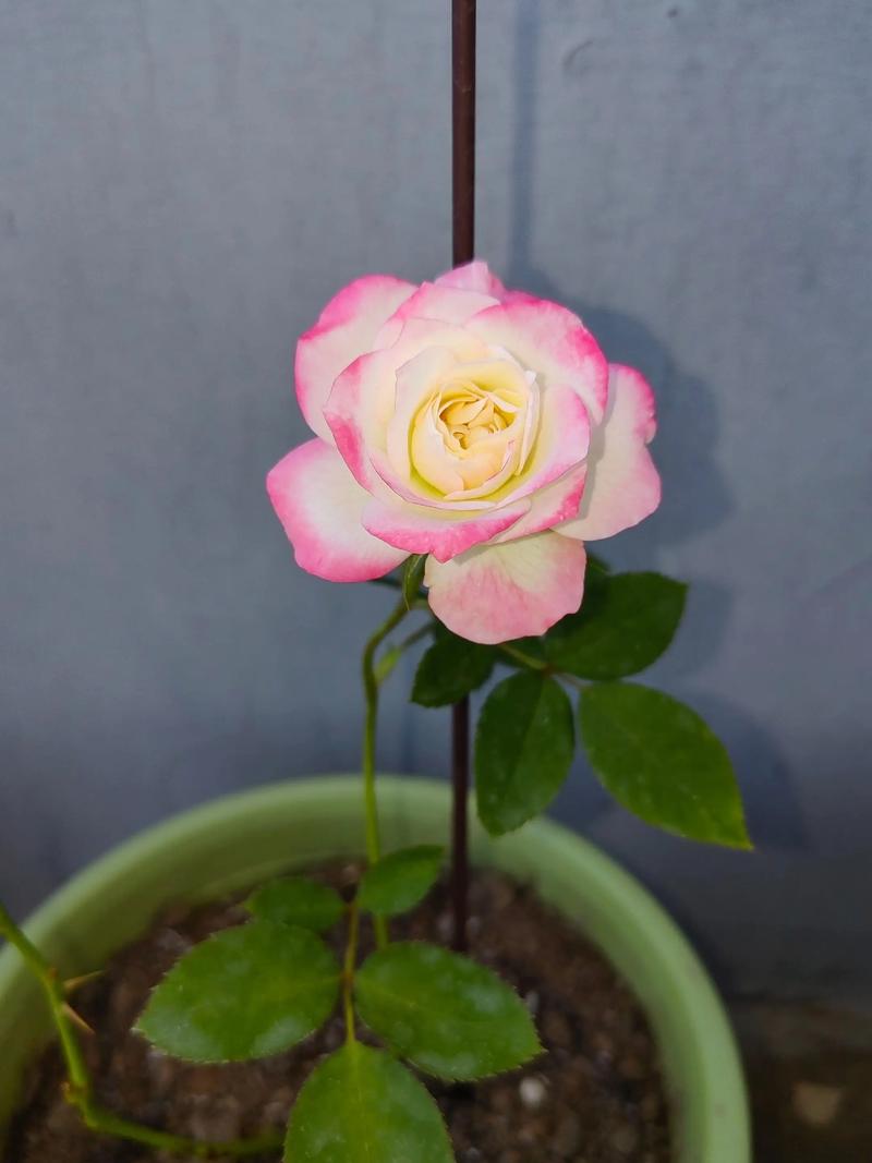 【公爵月季优缺点,公爵月季是灌木吗】